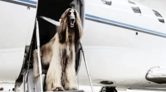 Pies w samolocie: jak transportować i to, co jest potrzebne